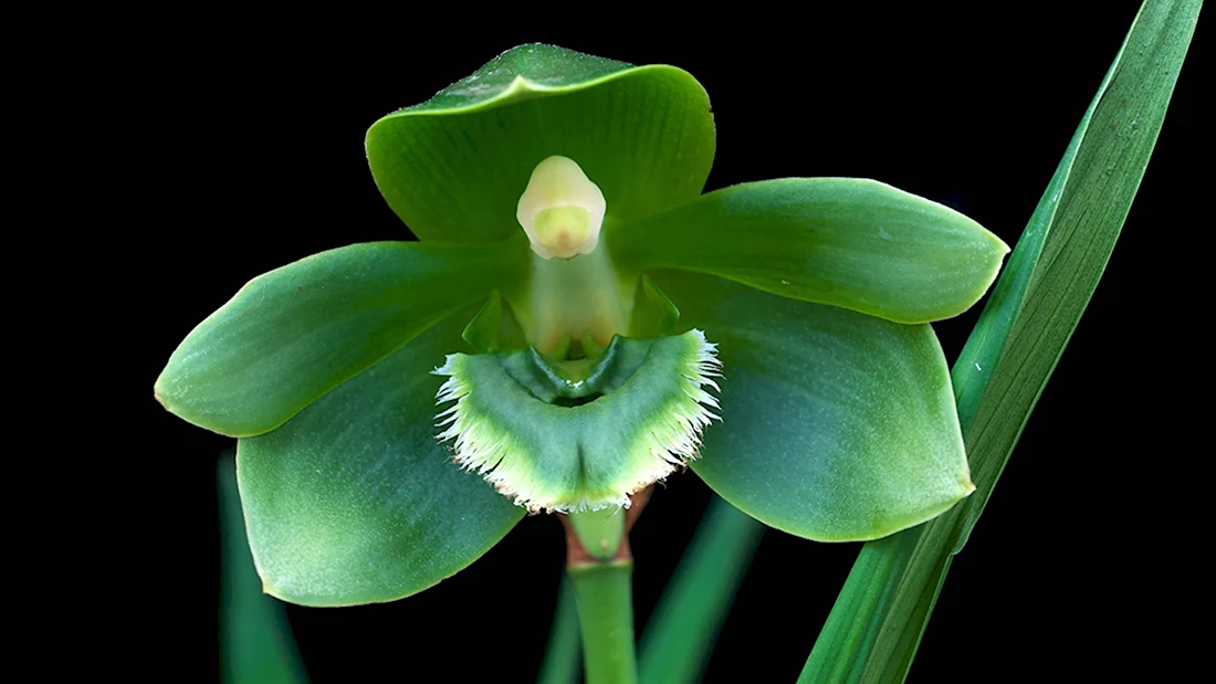 Sudamerlycaste andreettae