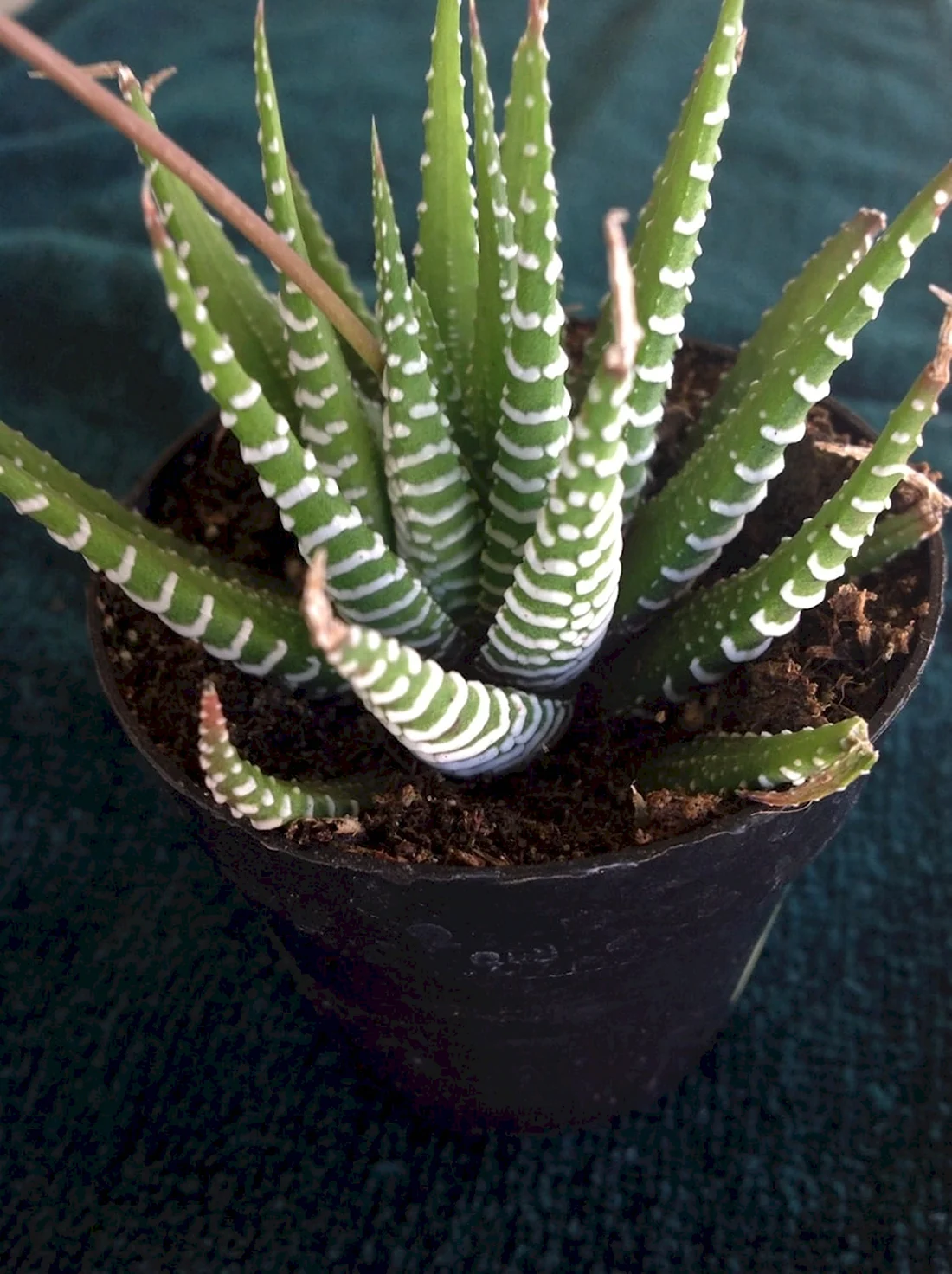 Суккулент Haworthia fasciata