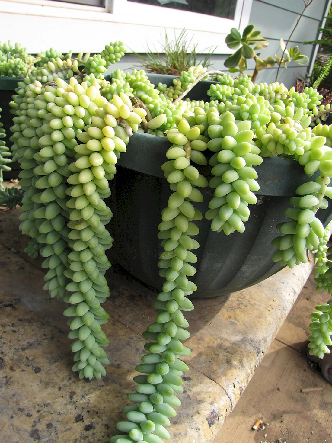Суккулент Sedum morganianum
