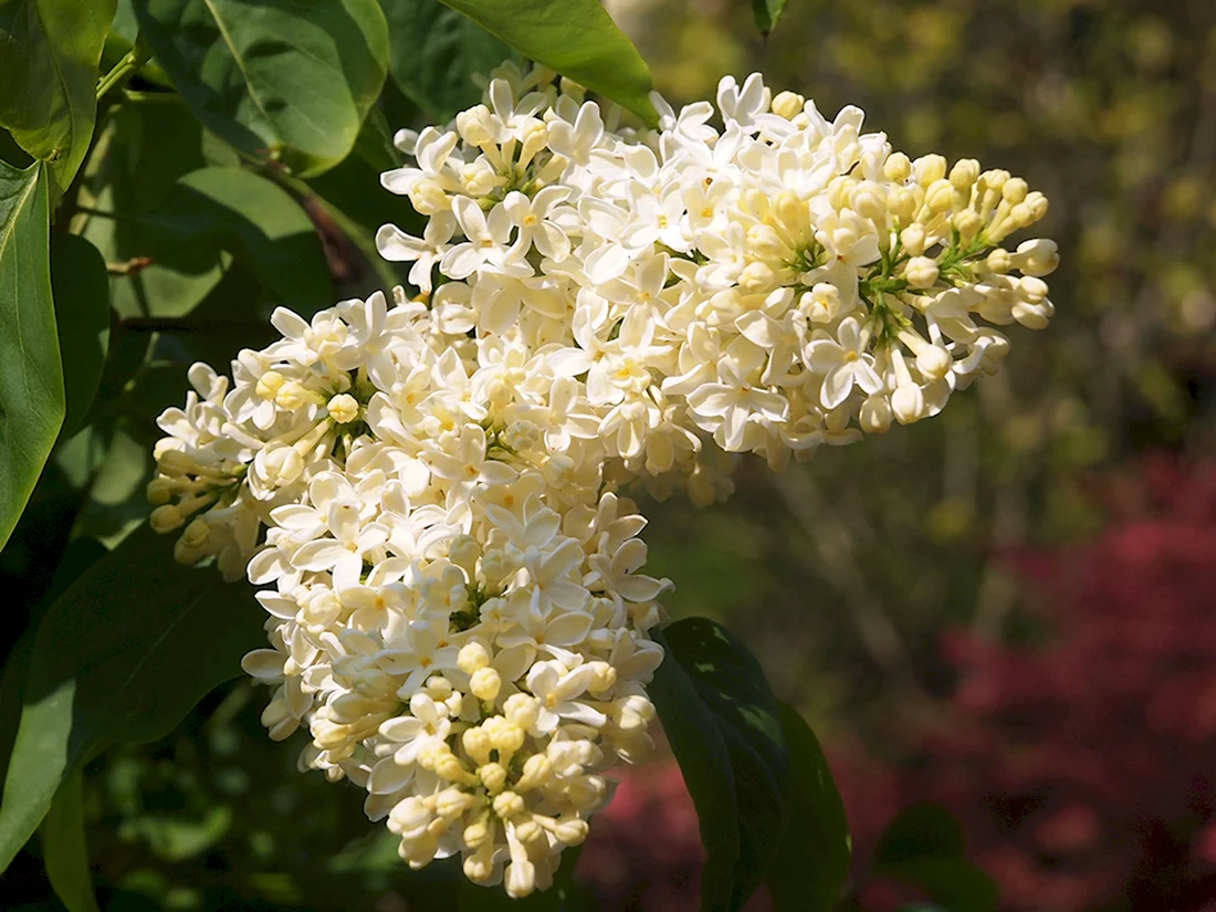 Syringa vulgaris Primrose