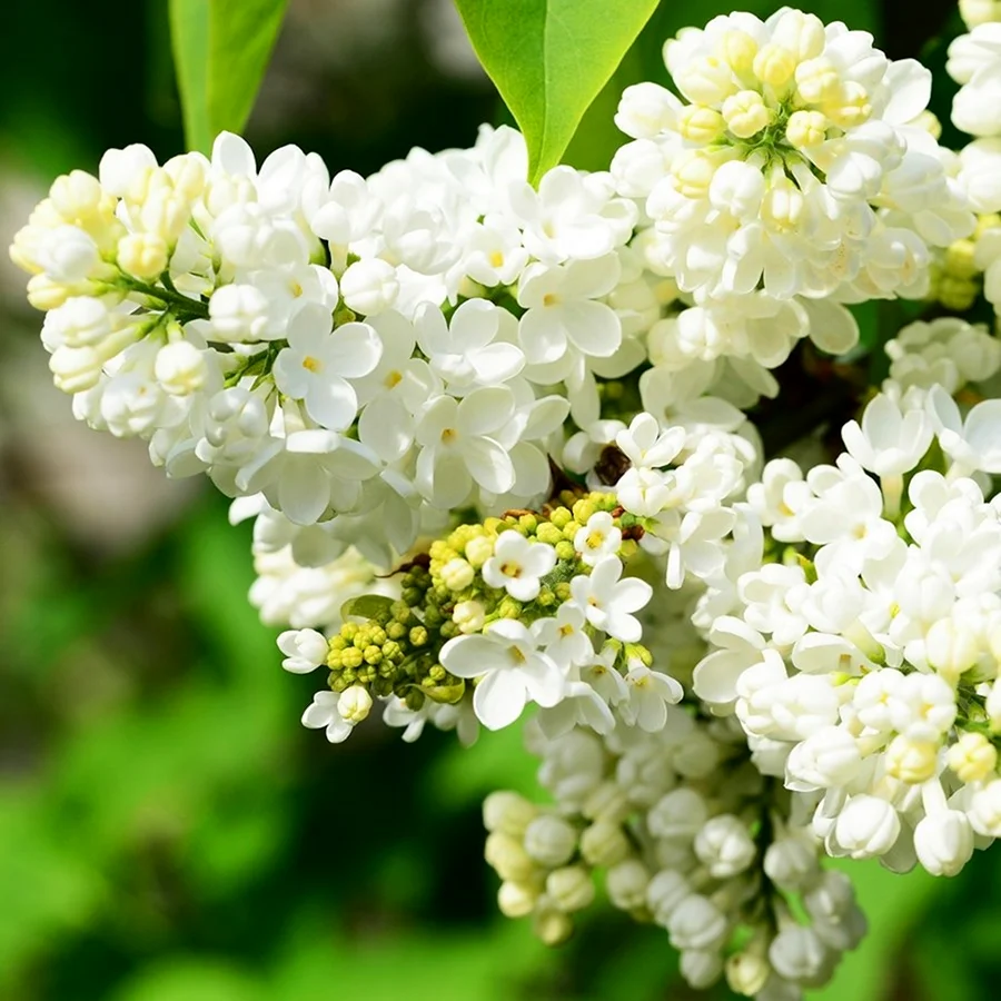 Syringa vulgaris White