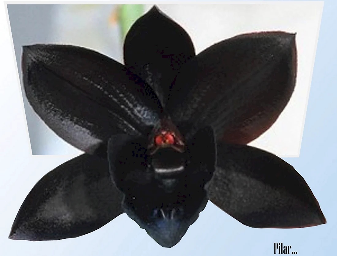 Темная Орхидея Dark Orchid