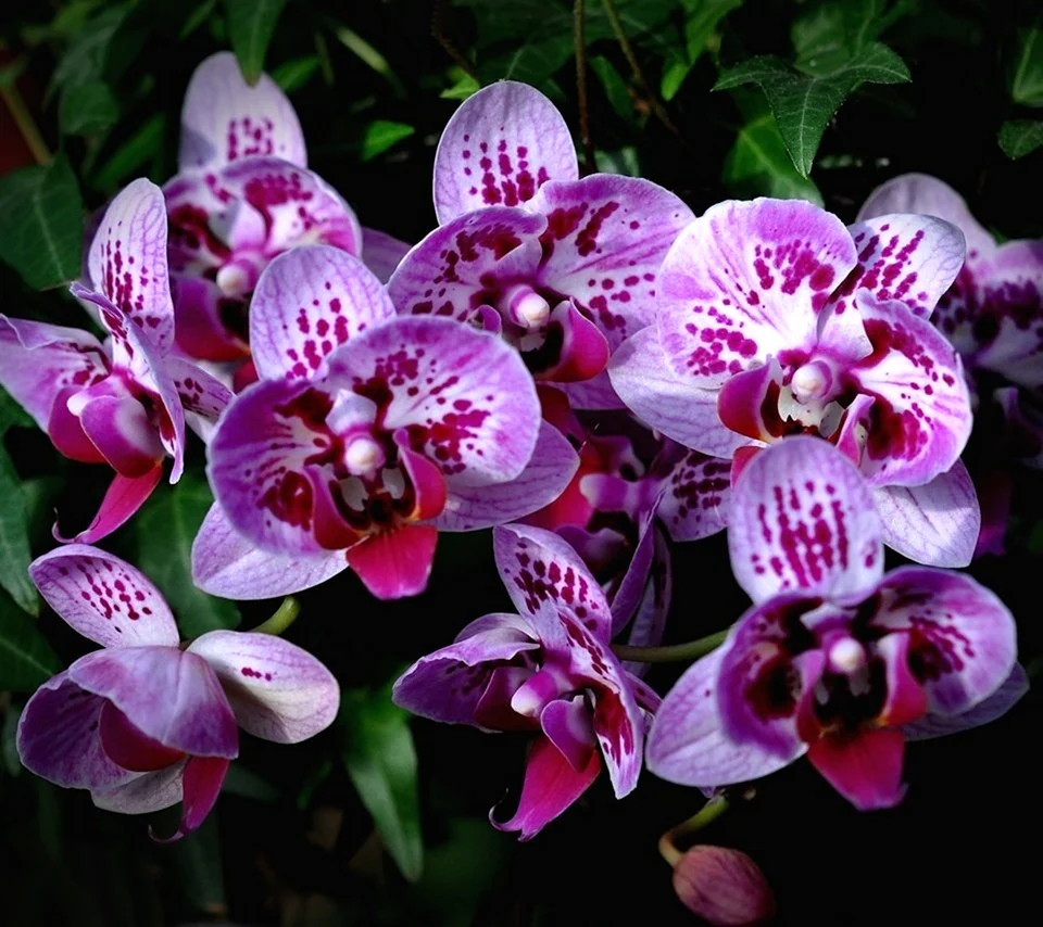 Тигровая Орхидея