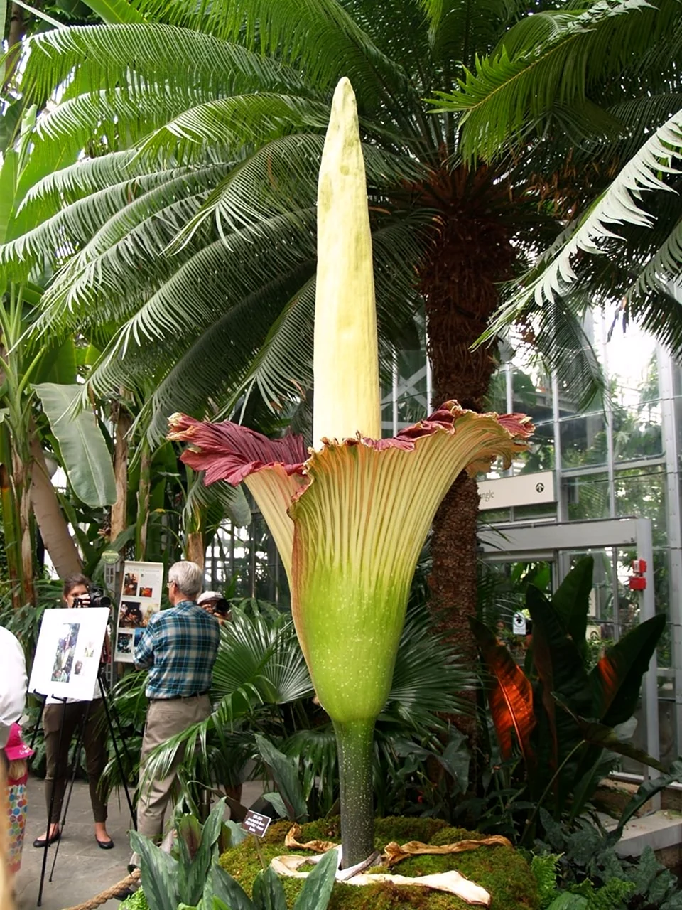 Титан Арум лат Amorphophallus