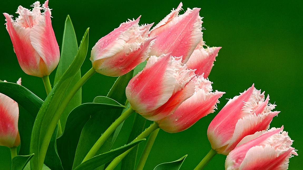 Тюльпан Bolroyal Pink