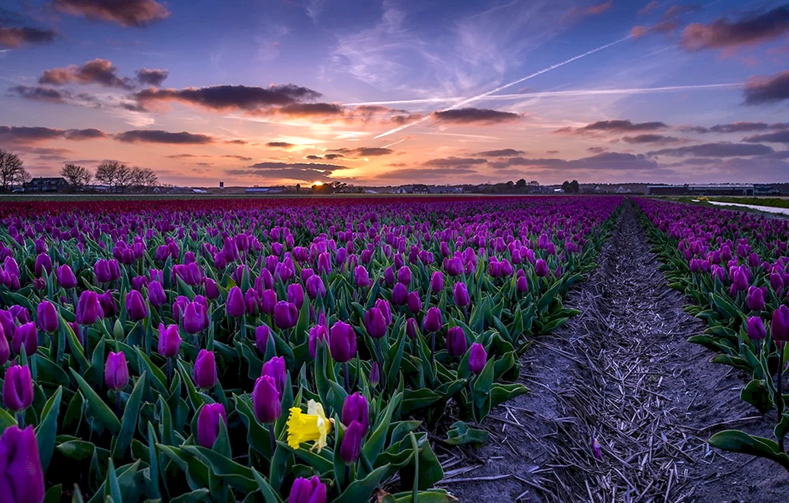 Тюльпан Purple Valley