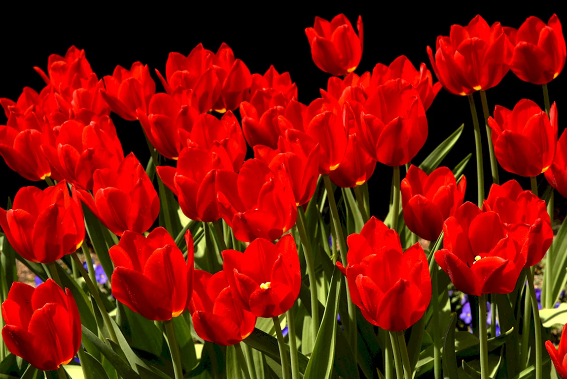 Тюльпан Red proud