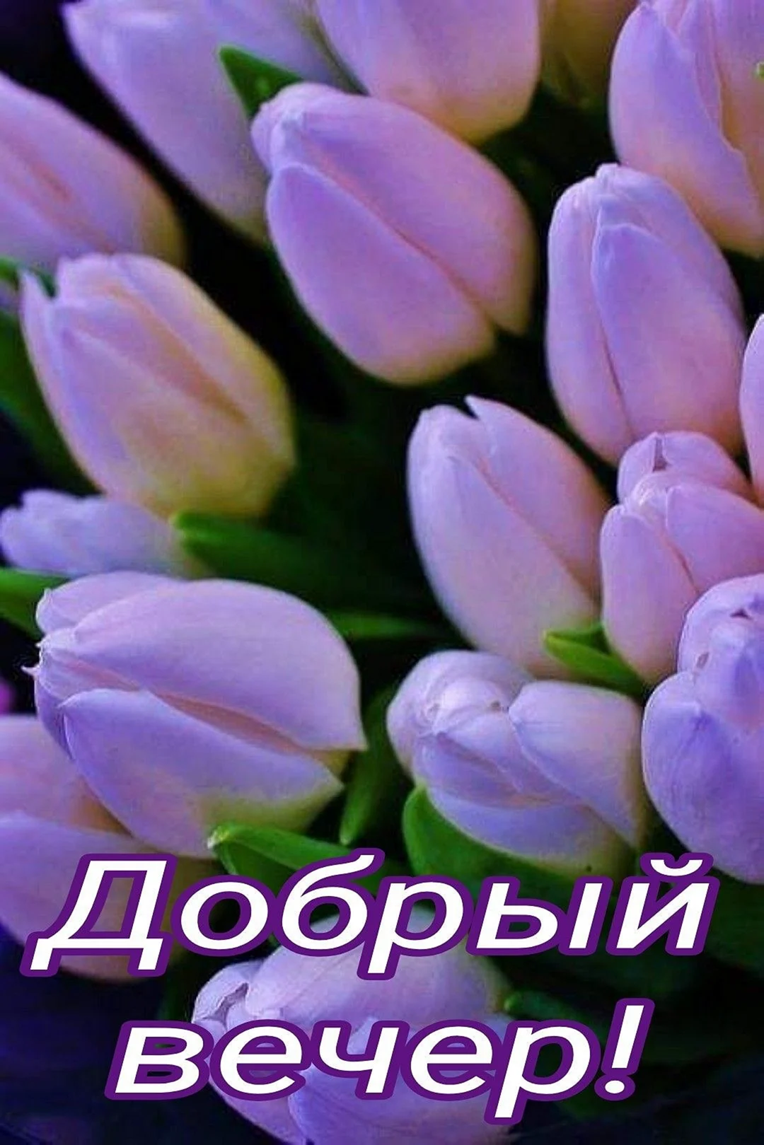 Тюльпан сиреневый