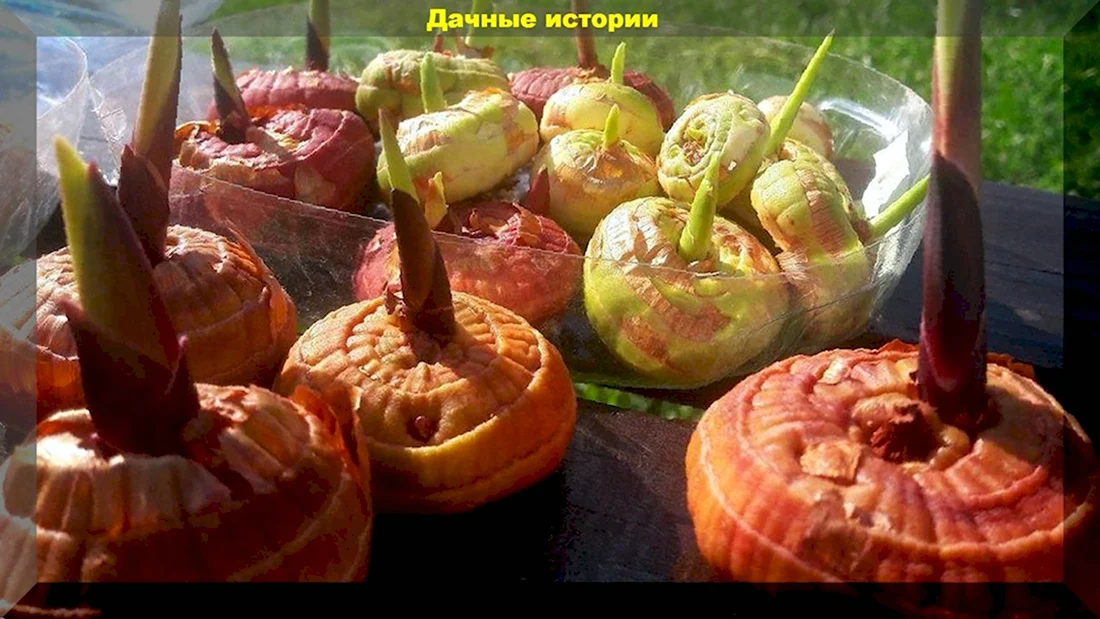 Трипсы на Луковицах гладиолусов