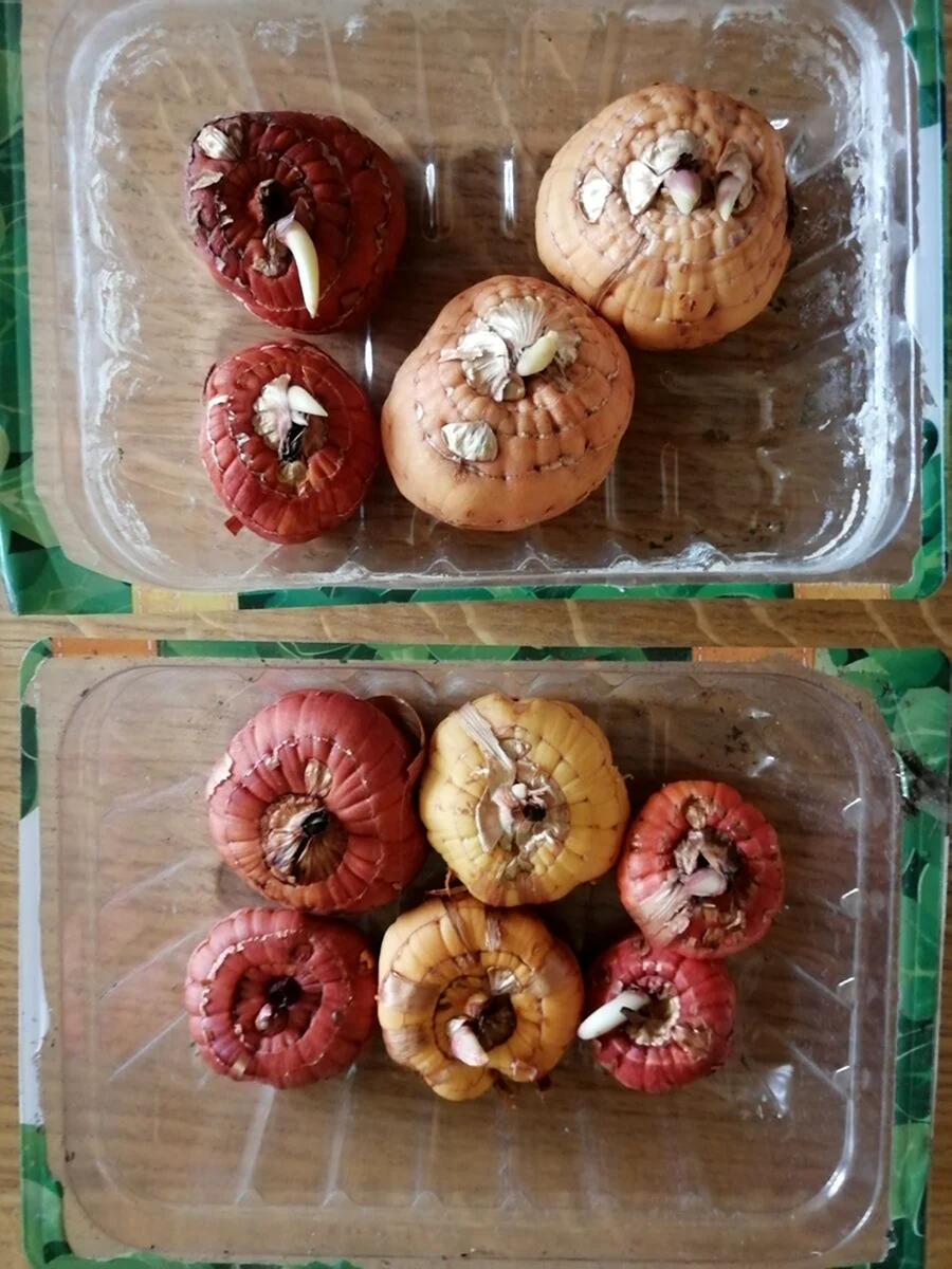 Трипсы на Луковицах гладиолусов