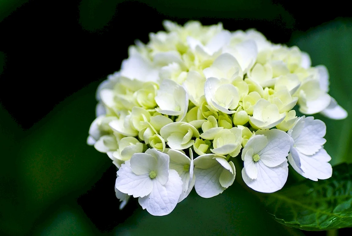 Цветы гортензия белая
