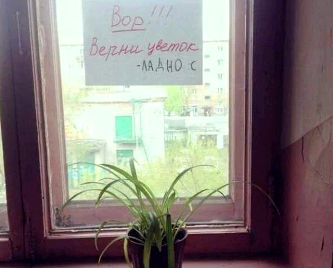 Цветы на подоконнике в подъезде
