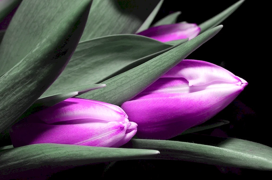 Tulipa Purple Bouquet