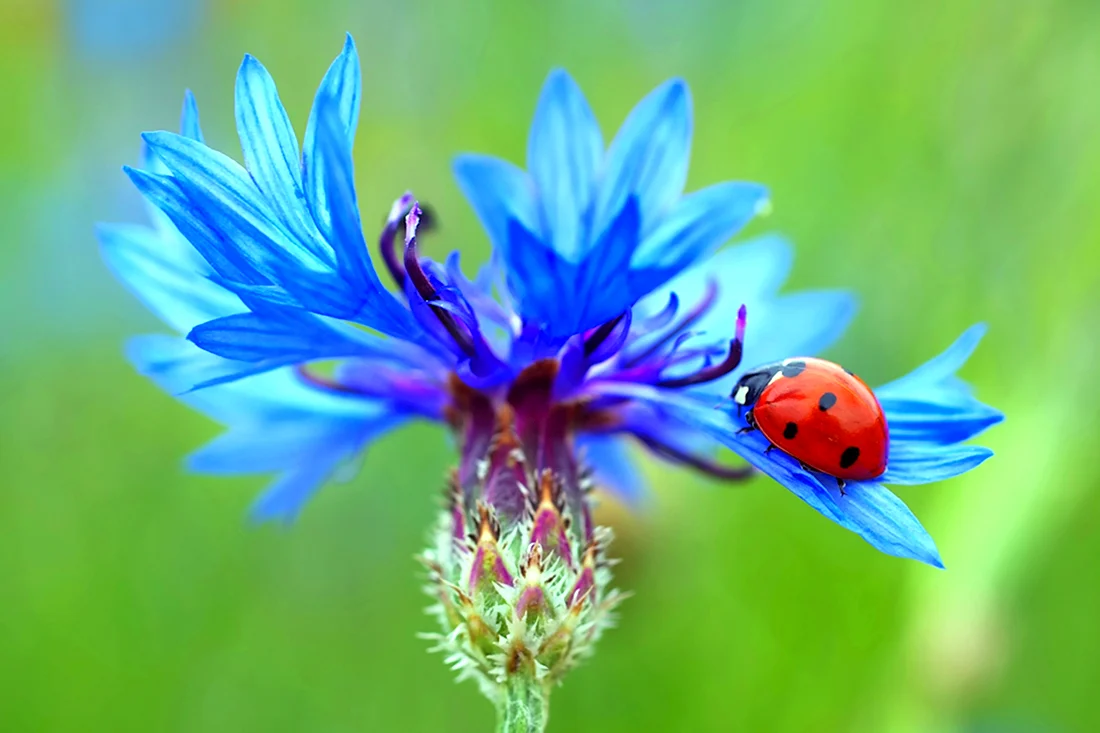 Василек pulchra Major