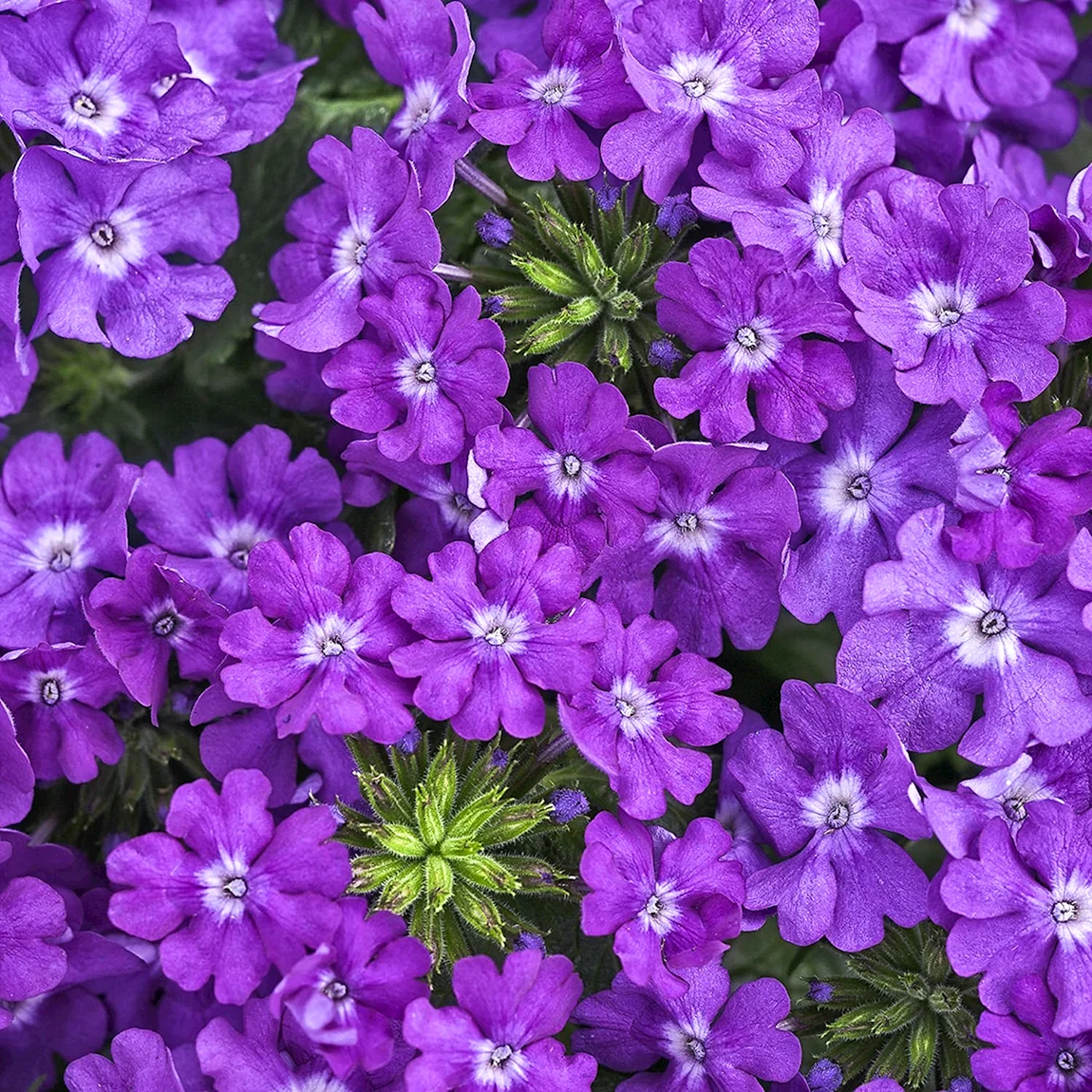 Вербена