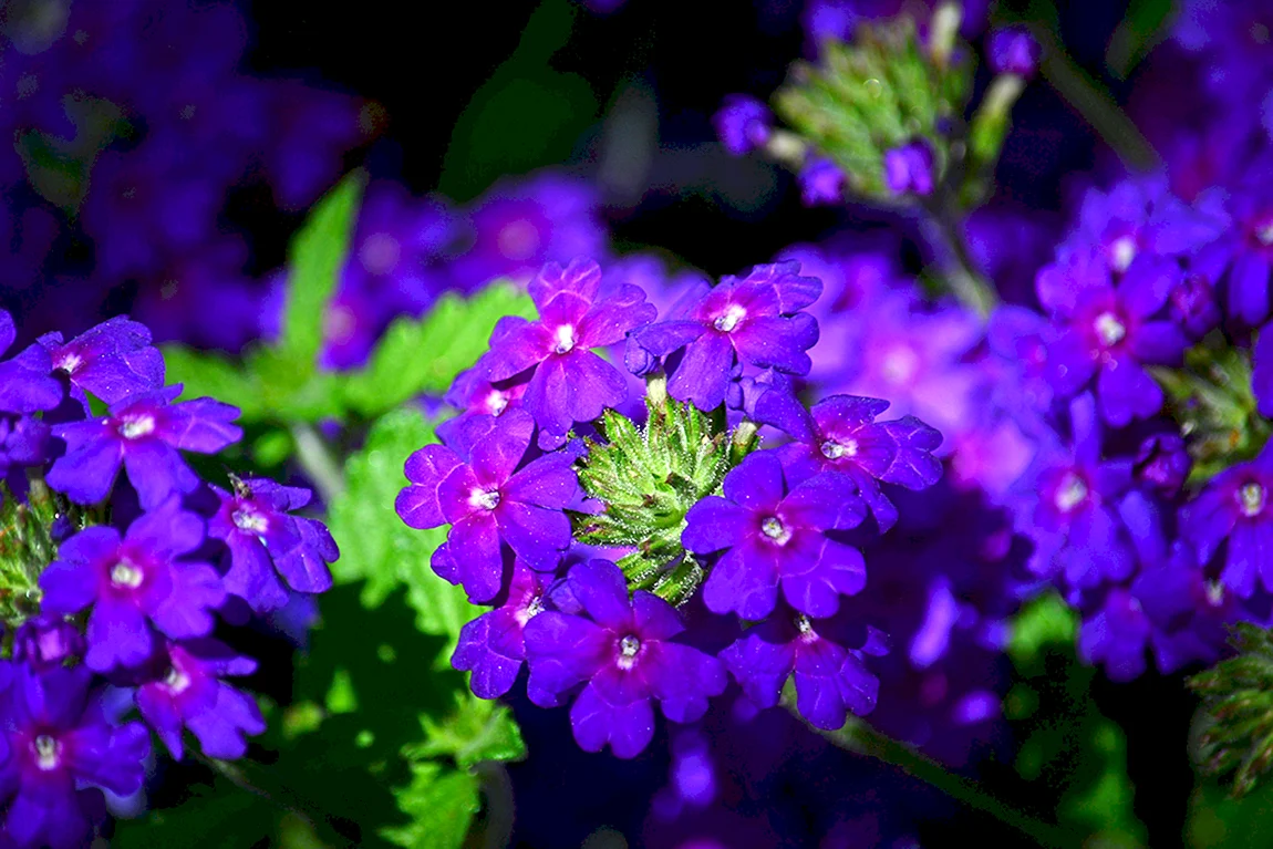 Вербена
