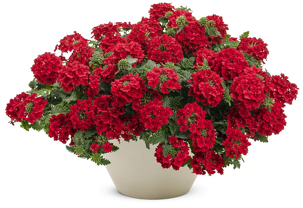 Вербена Empress Sun Red