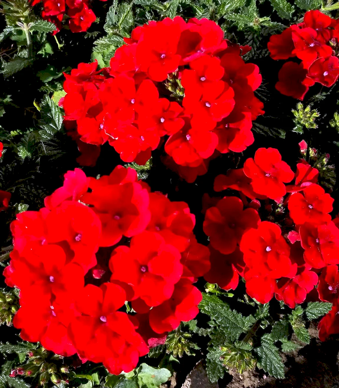 Вербена Empress Sun Red