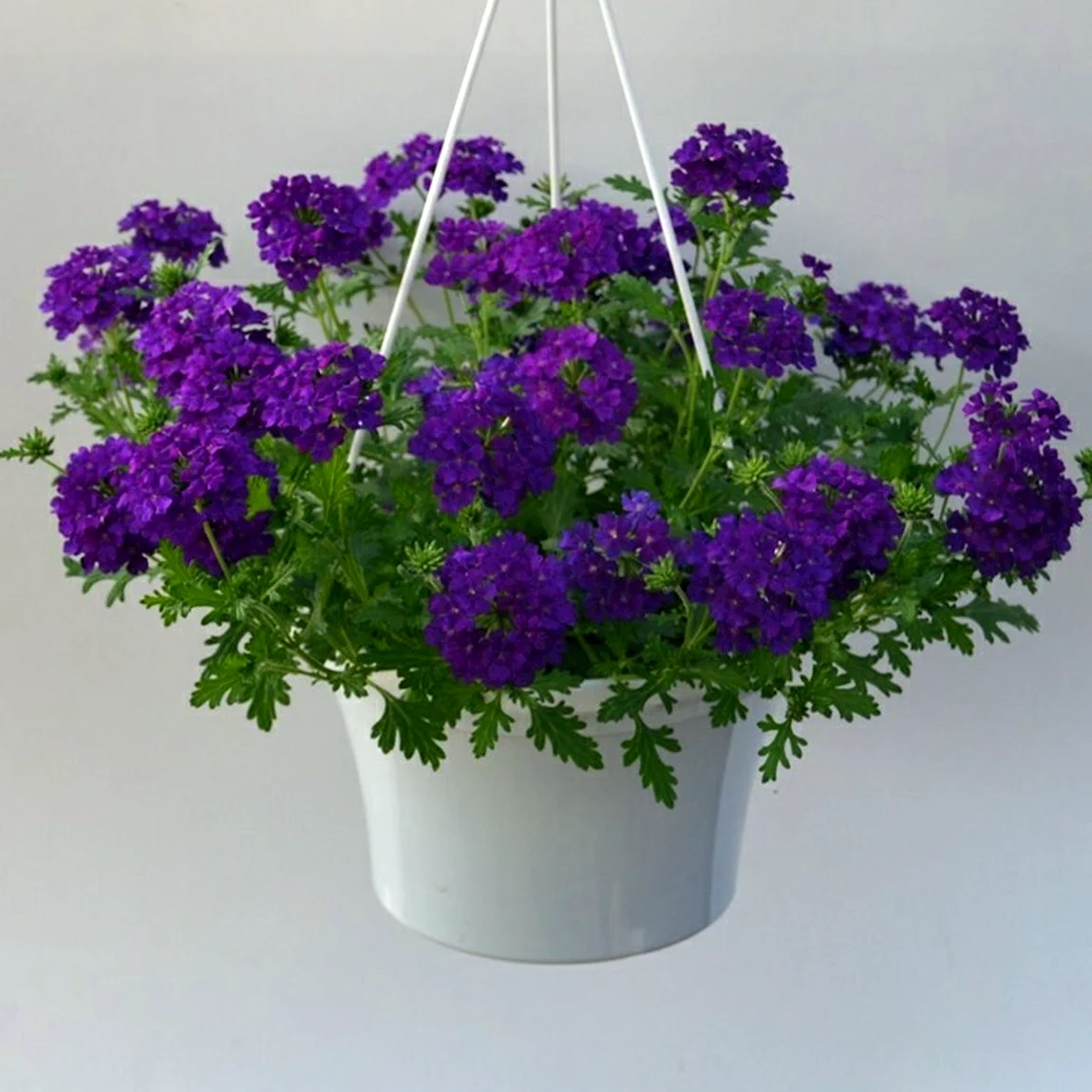 Вербена Empress Sun Violet