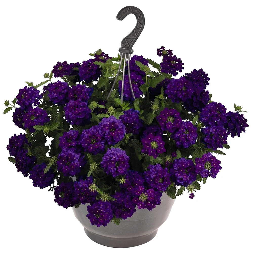 Вербена Empress Sun Violet