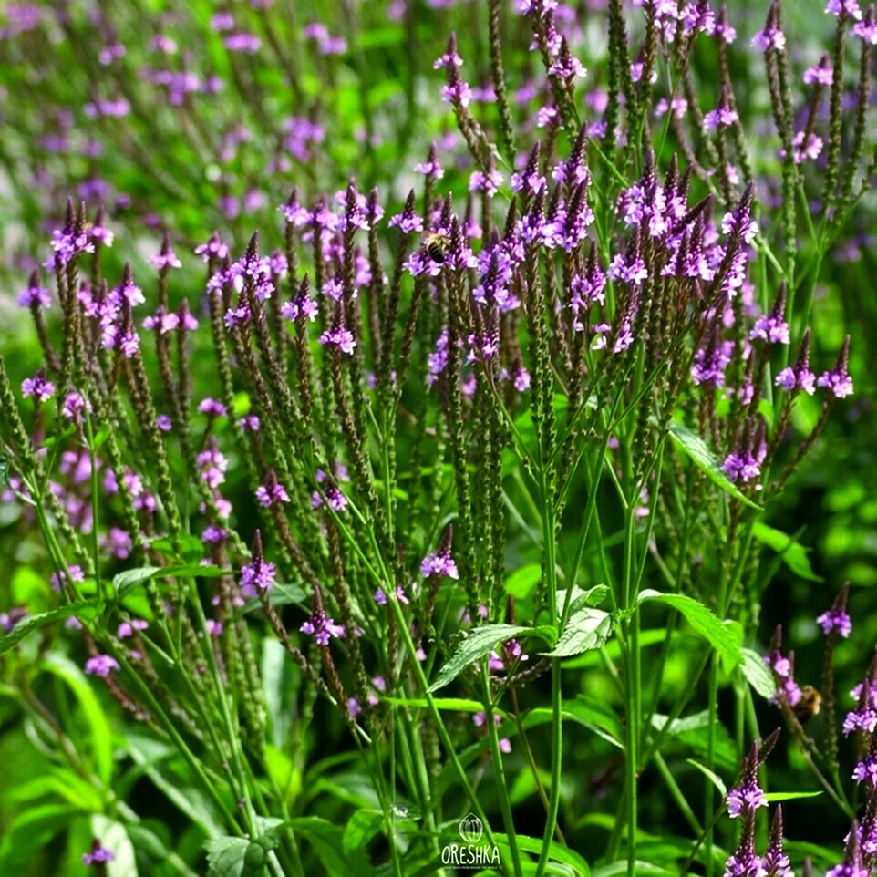 Вербена hastata