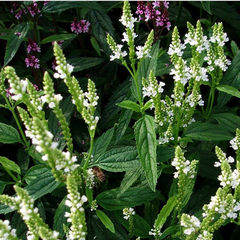 Verbena officinalis
