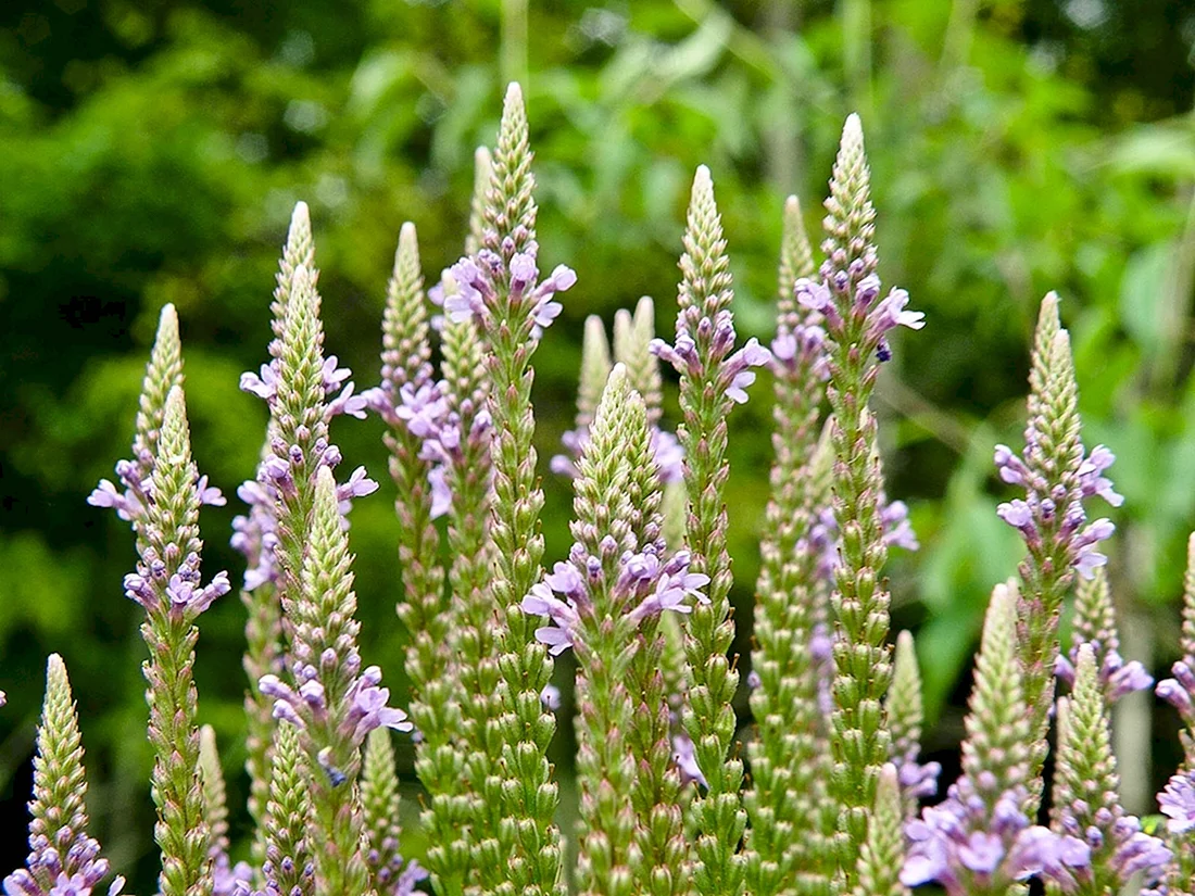 Вербена officinalis