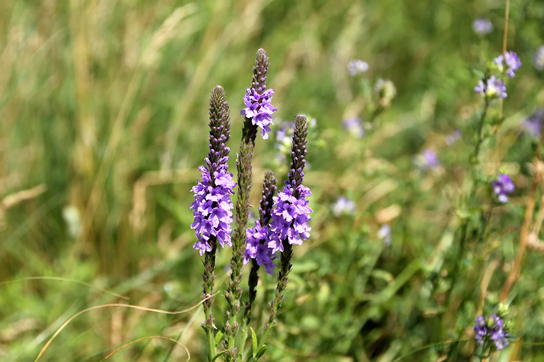 Вербена officinalis