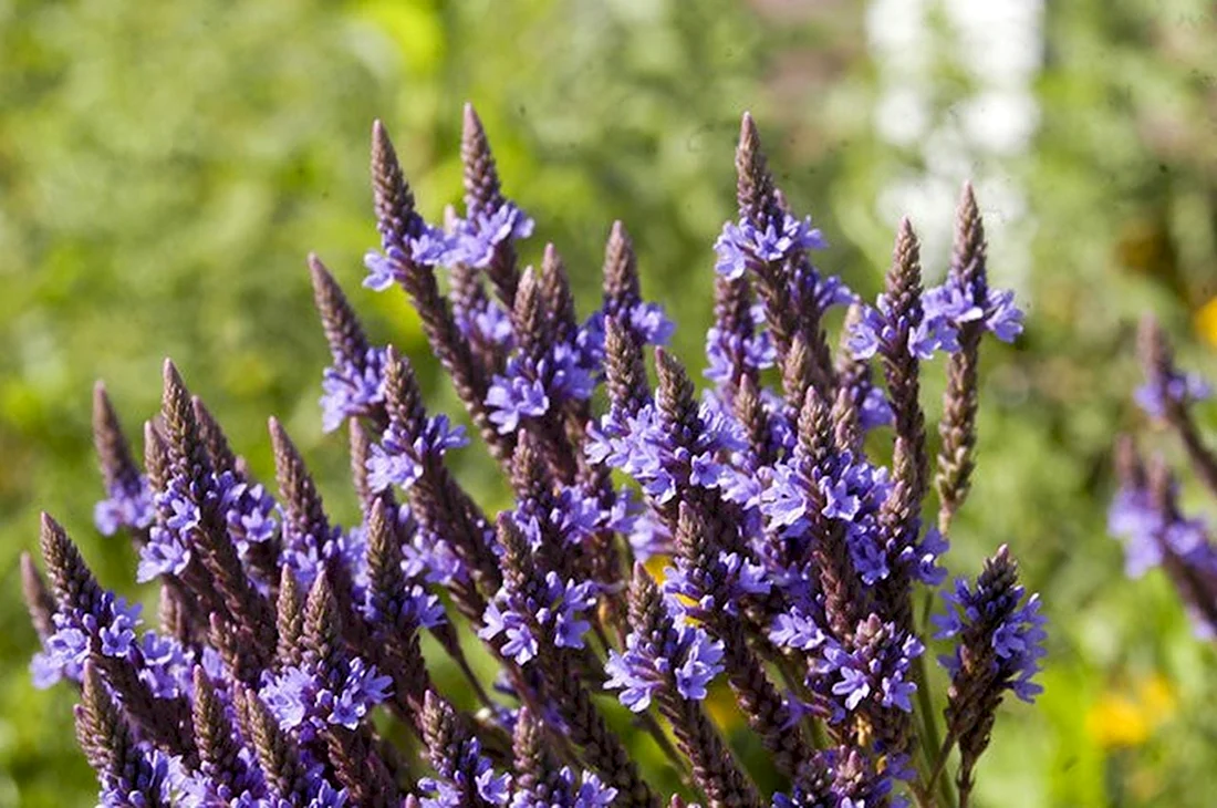 Вербена officinalis