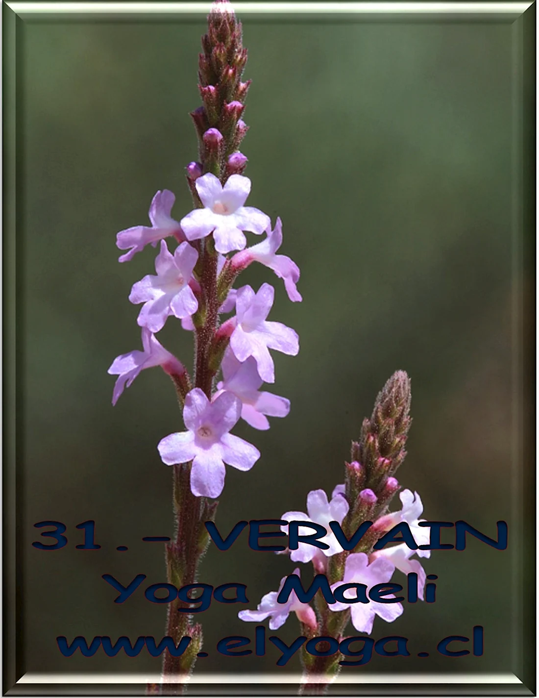 Verbena officinalis