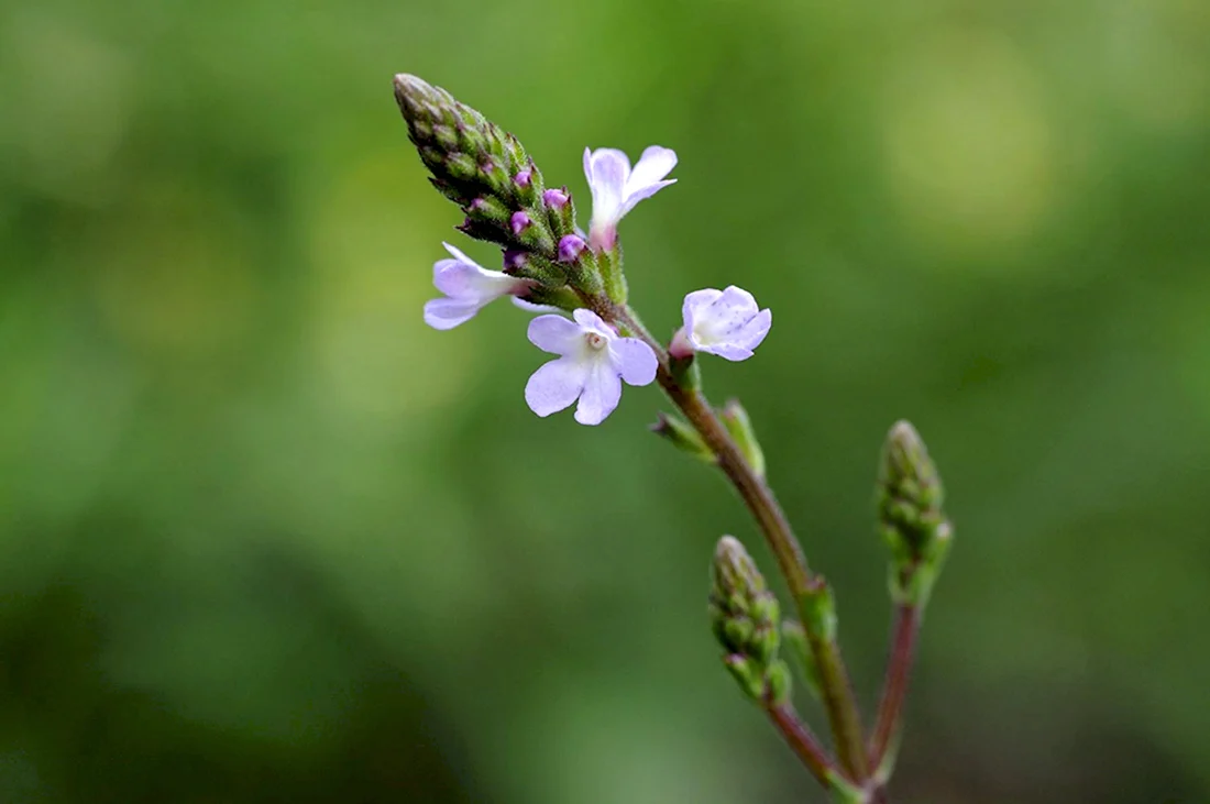 Вербена officinalis