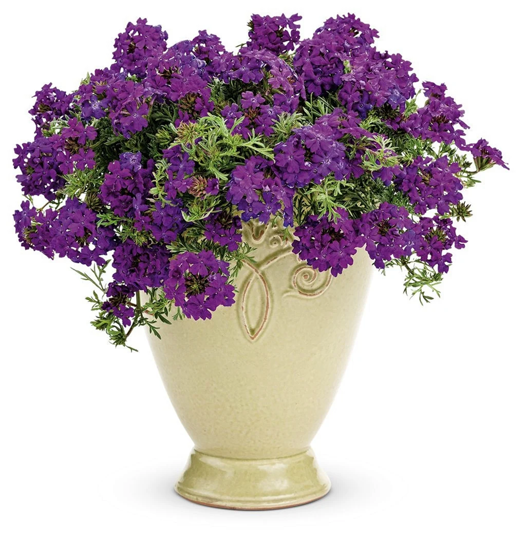 Вербена Tapien Violet