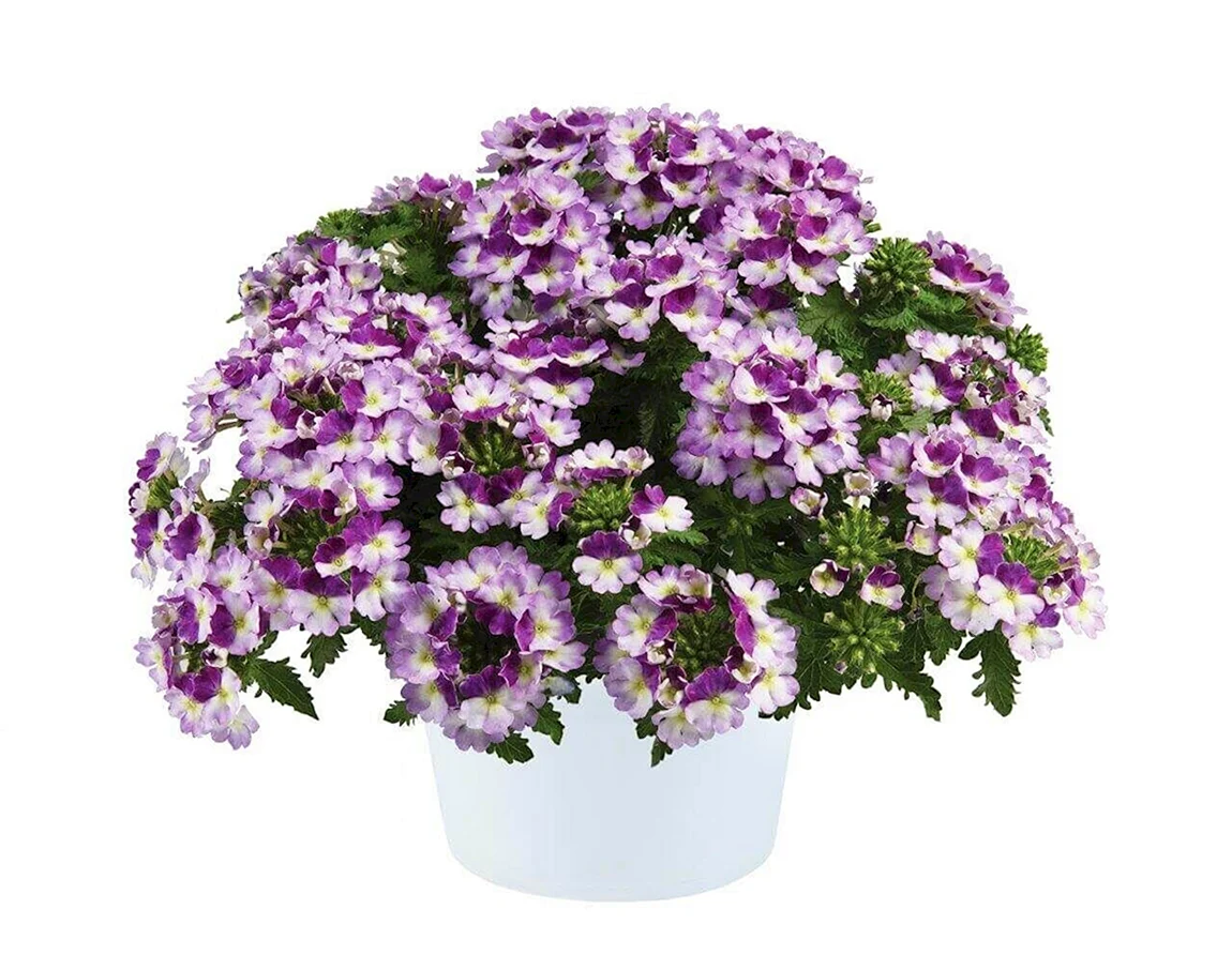 Вербена Vanessa bicolor Purple