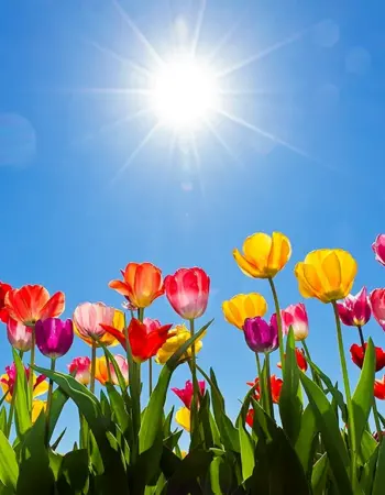 Весна тюльпаны солнце