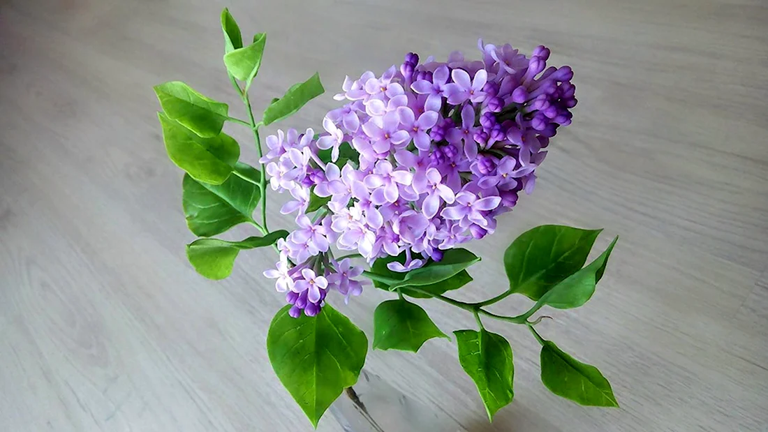 Ветка сирени с листьями