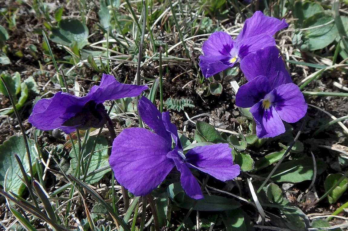 Viola altaica