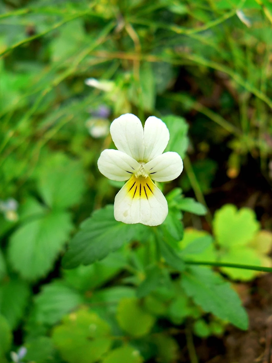 Viola arvensis