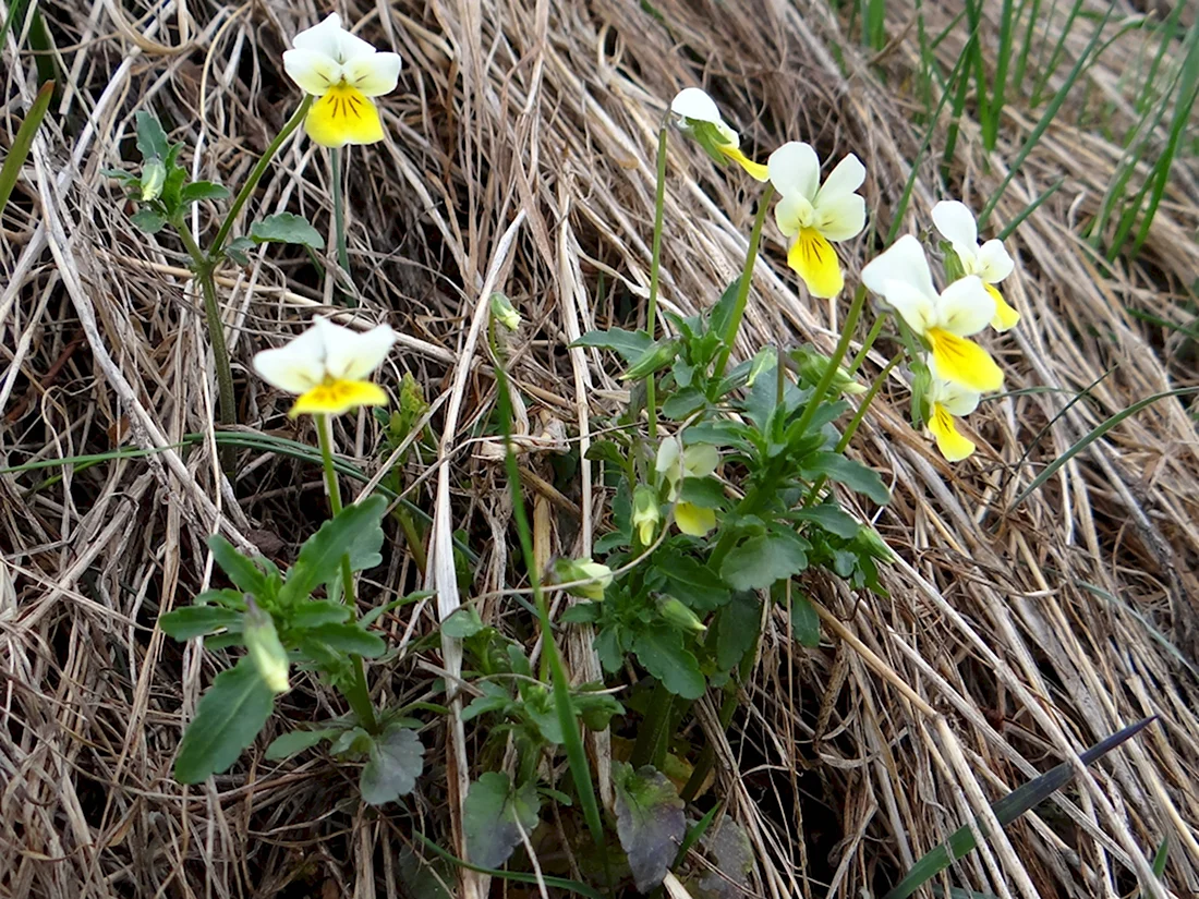 Viola arvensis