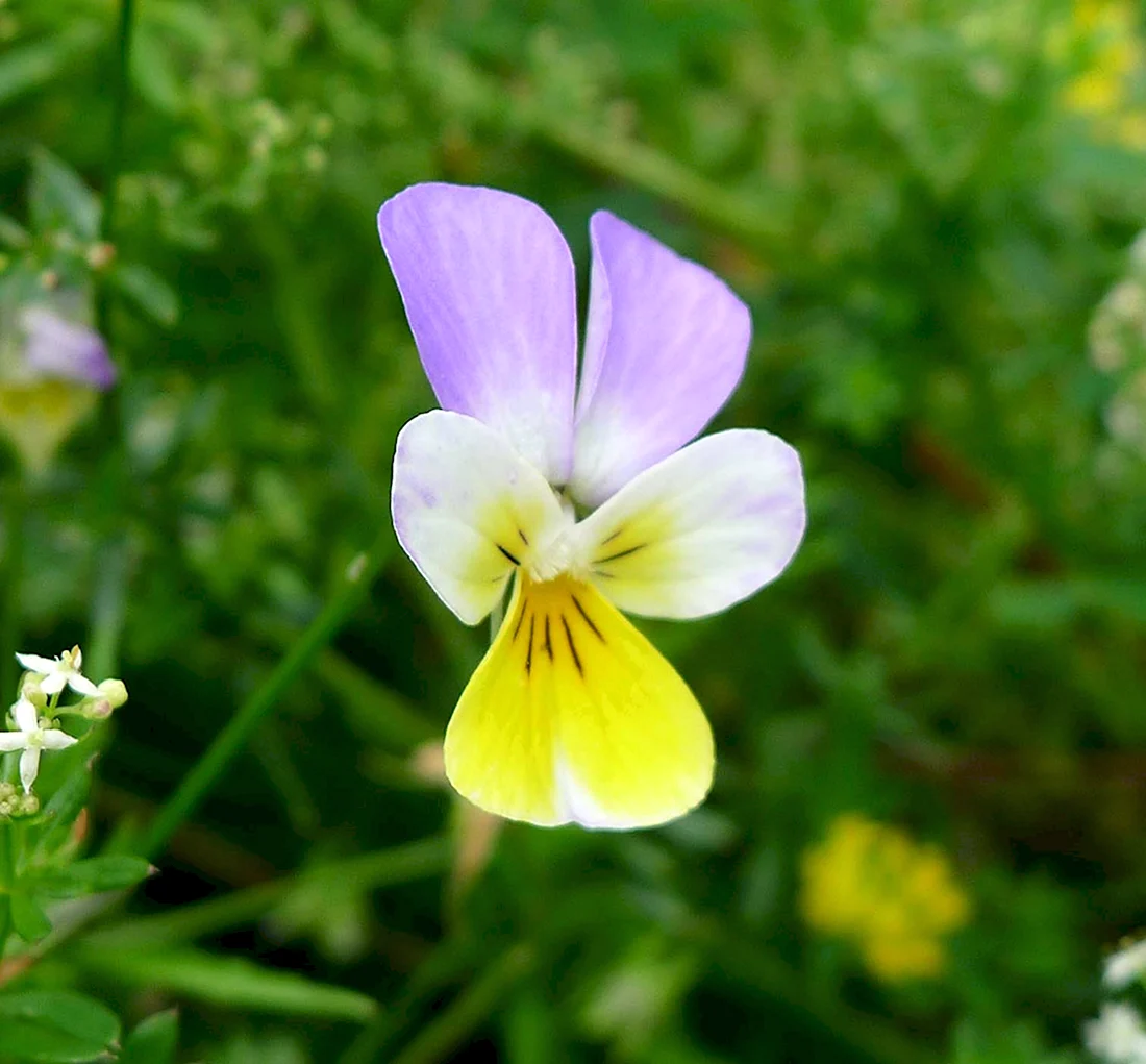 Viola arvensis