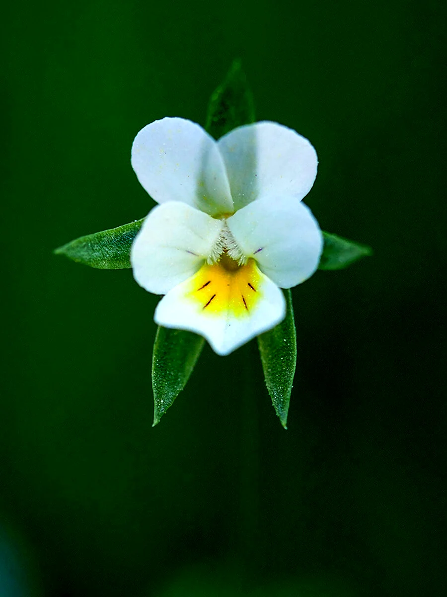 Viola arvensis Murray