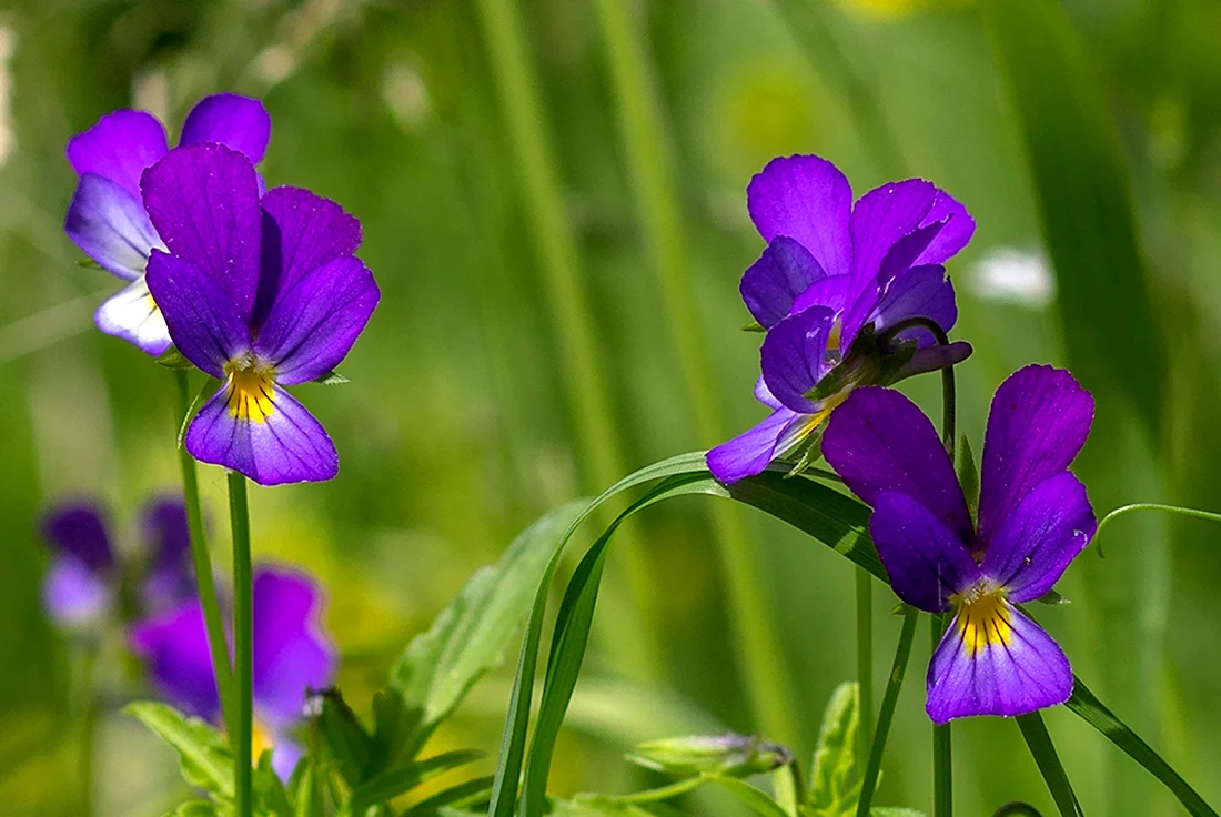 Viola Tricolor