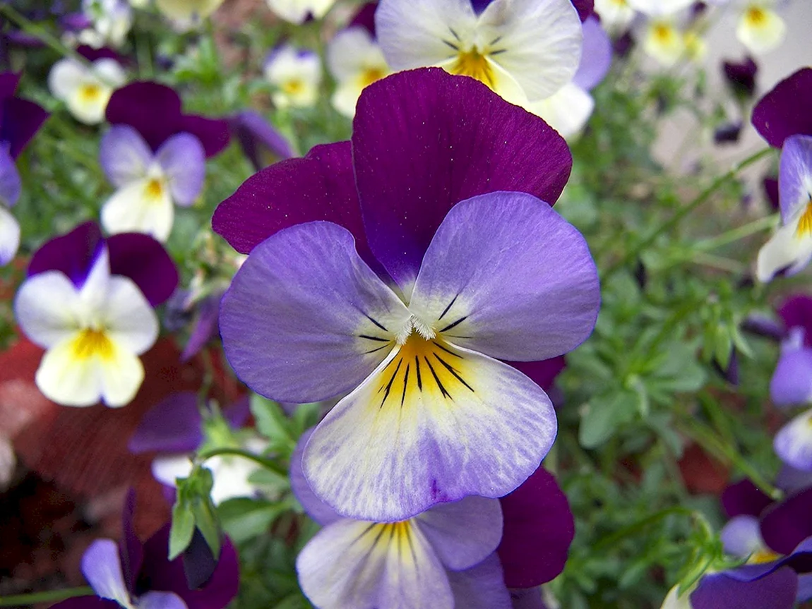 Виола Viola cornuta Martin