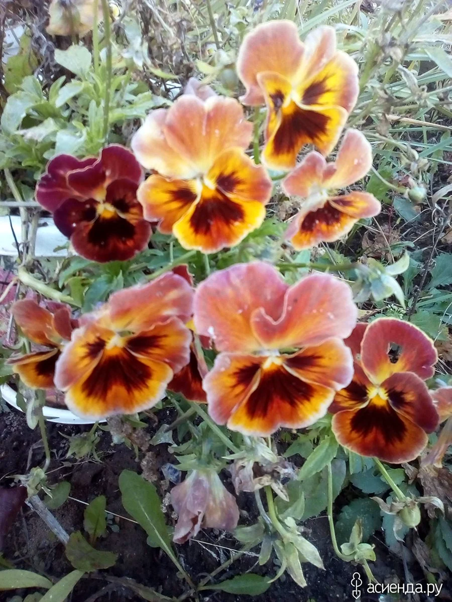 Виола Виттрока фламенко