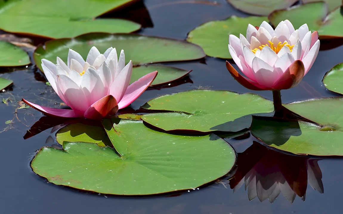 Водяная ЛилияNymphaea