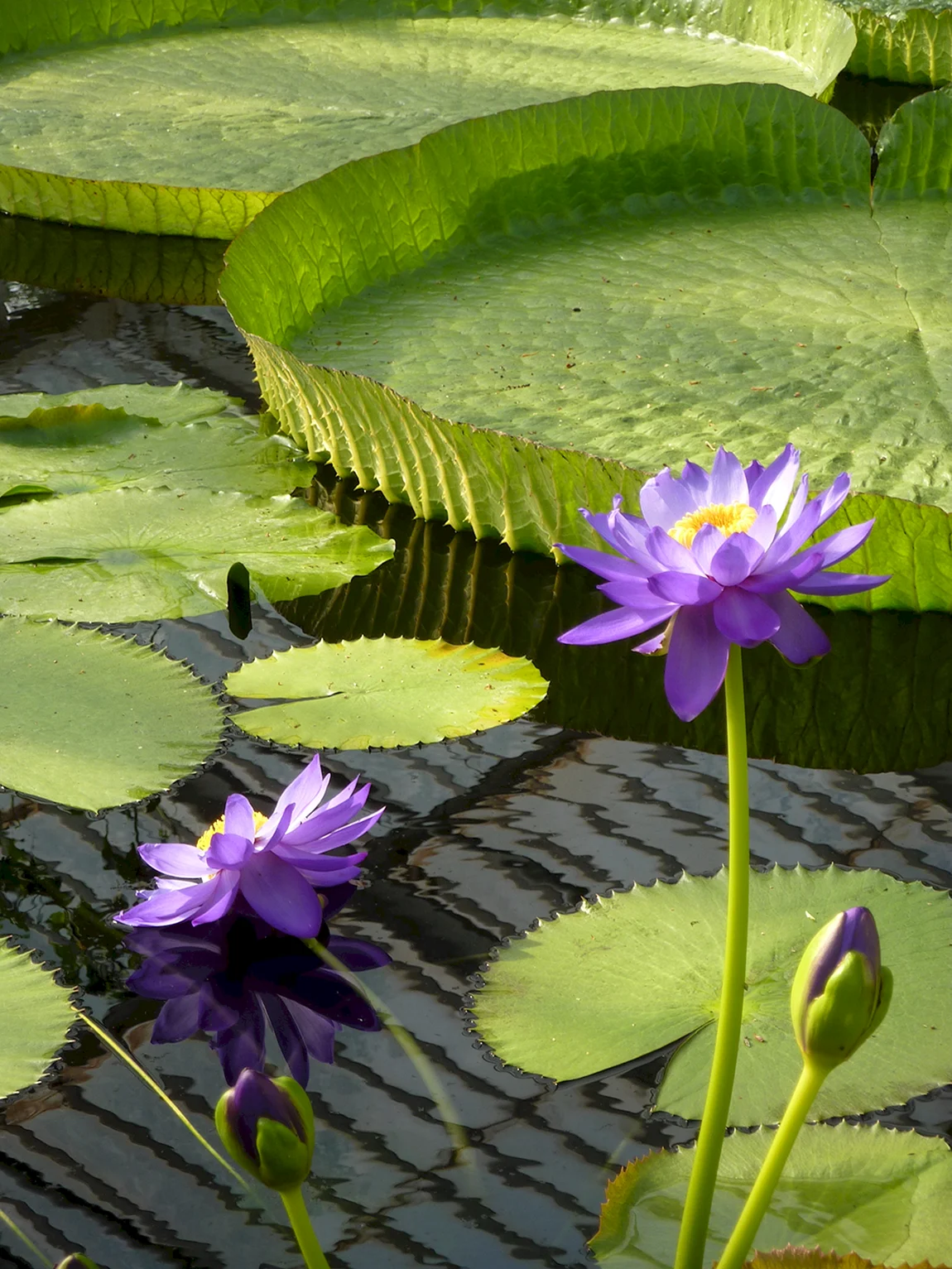 Водяная ЛилияNymphaea
