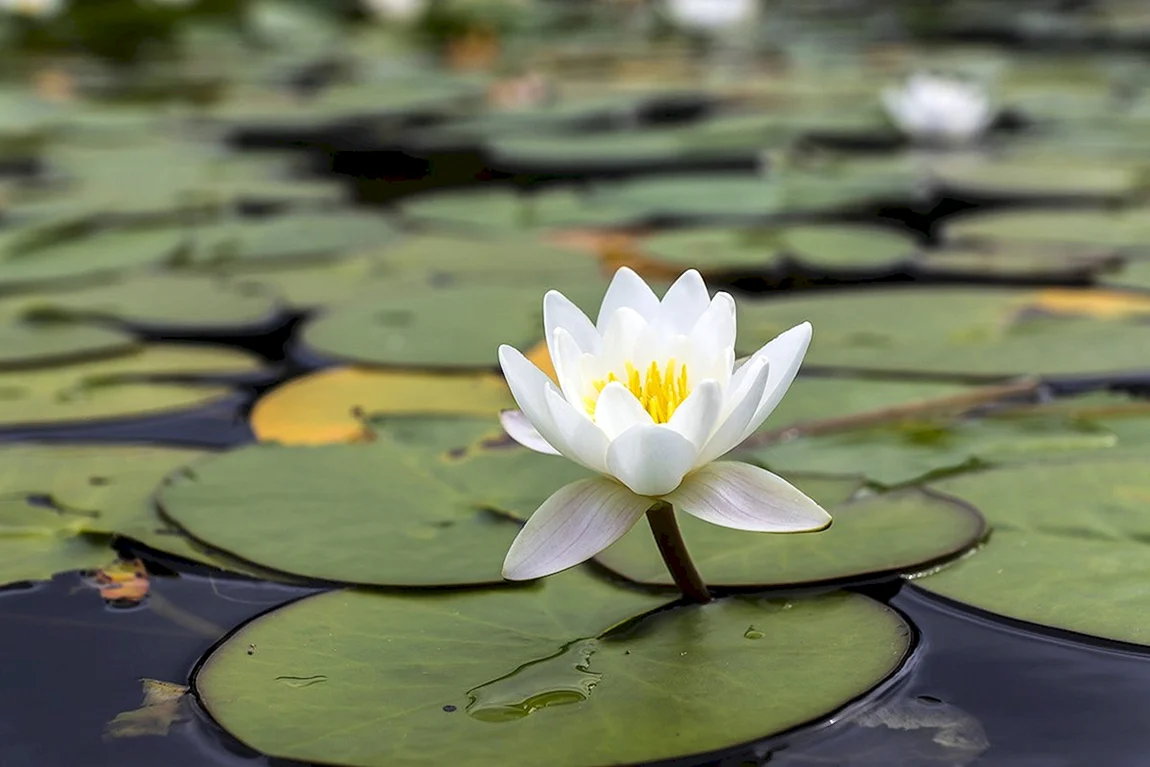 Водяная ЛилияNymphaea