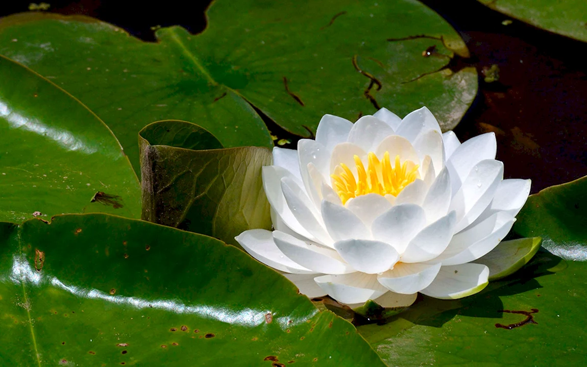 Водяная ЛилияNymphaea