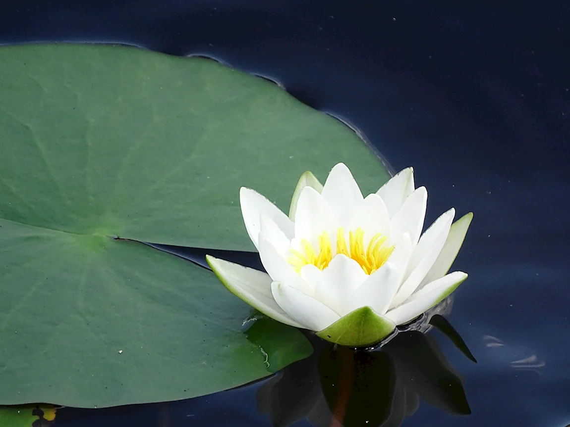 Водяная ЛилияNymphaea
