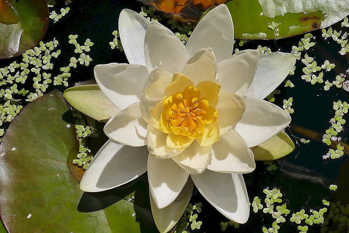 Водяная ЛилияNymphaea