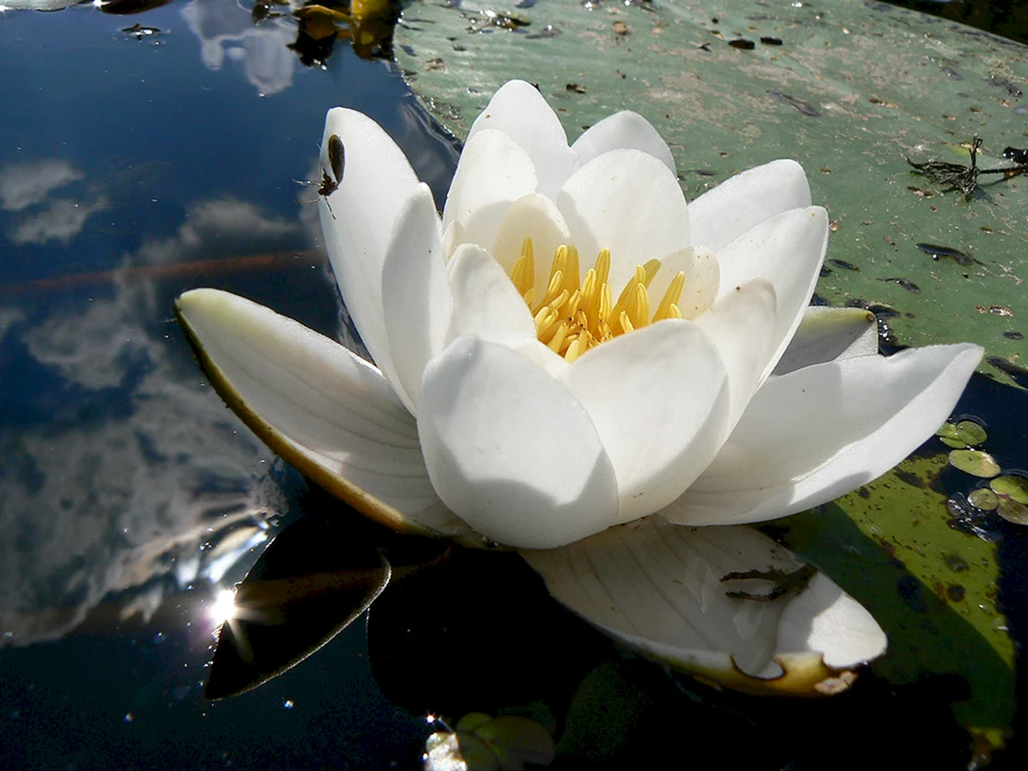 Водяная ЛилияNymphaea